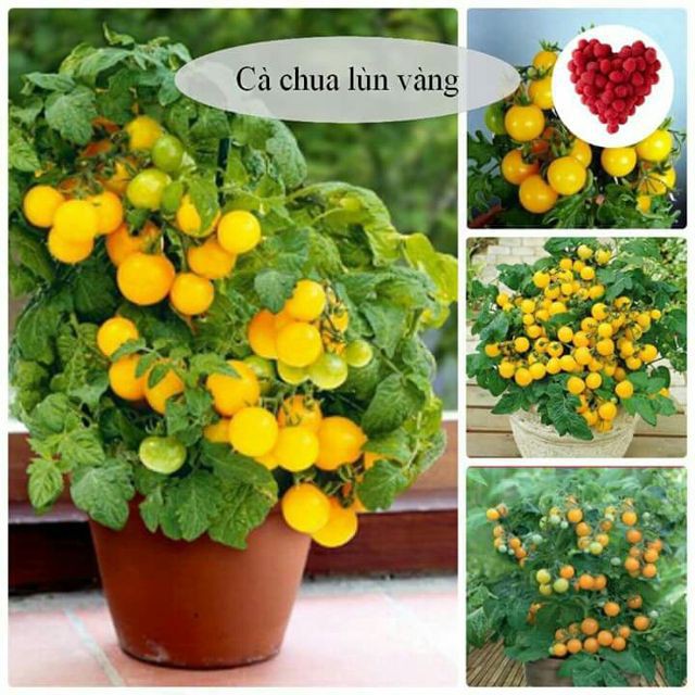 Hạt Giống Cà Chua Cherry Lùn Vàng F1 ( 30 hạt )