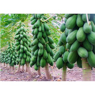 10 HẠT GIỐNG ĐU ĐỦ THÁI QUẢ DÀI