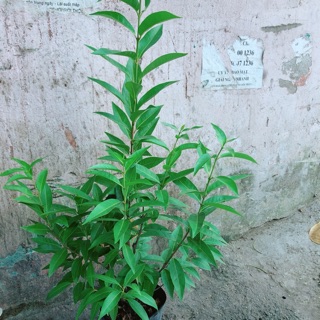 Cây lá vối