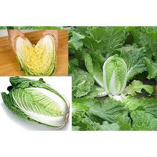 100 hạt giống rau cải thảo