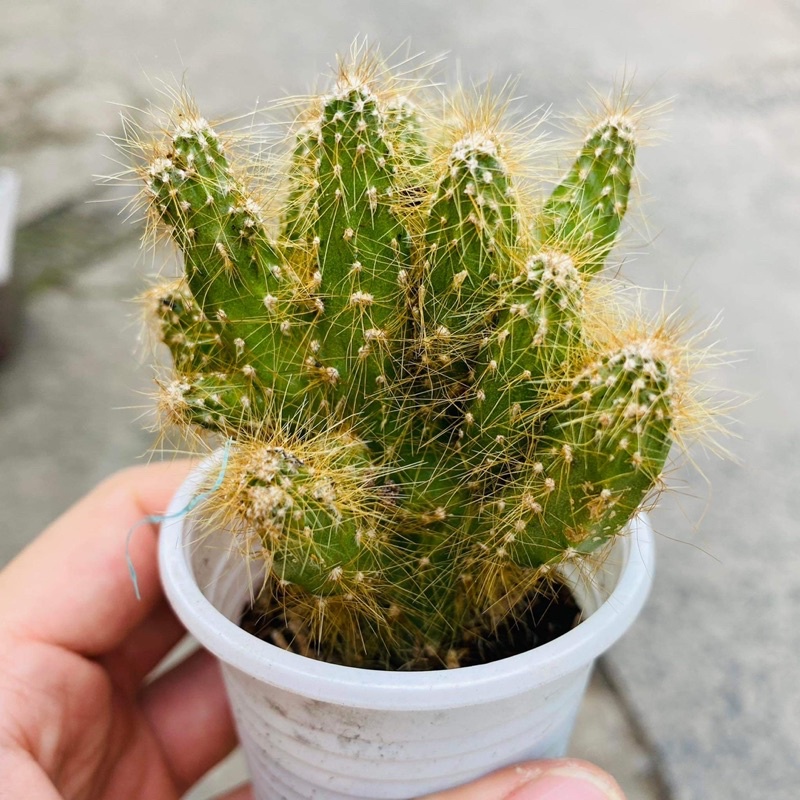 Một nhánh xương rồng ngẫu nhiên