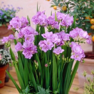 (Rẻ vô địch) củ giống hoa địa Lan Nam Phi hoa tết