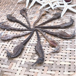 Cá ngựa khô 10 con