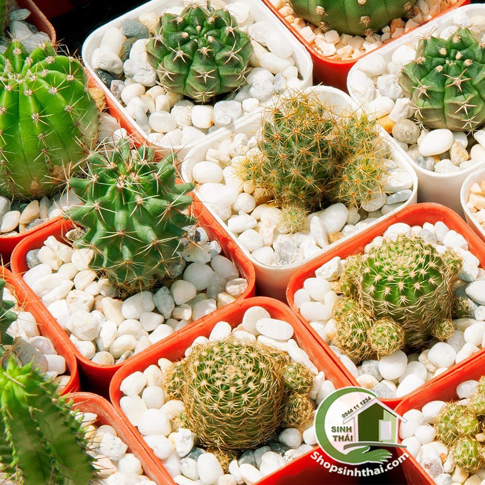 1kg đá sỏi trang trí trồng cây màu trắng, đá hỗn hợp, đá màu trang trí