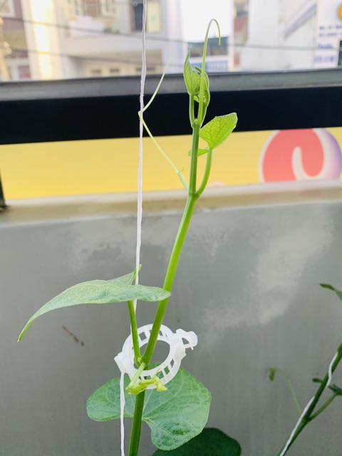 25 kẹp giữ thân cây leo, cà chua, phong lan