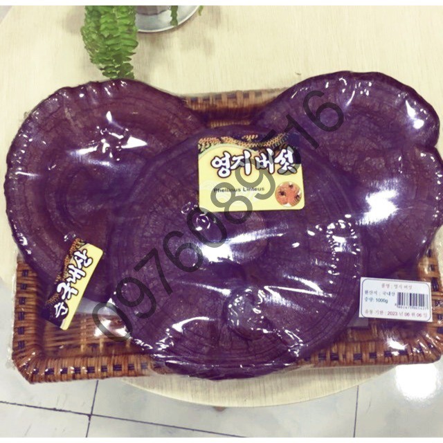 NẤM LINH CHI ĐỎ HÀN QUỐC ĐÓNG KHAY 1kg