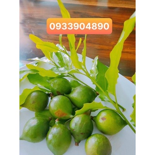 Hạt mắc ca ĐAKLAK sạch nhà trồng