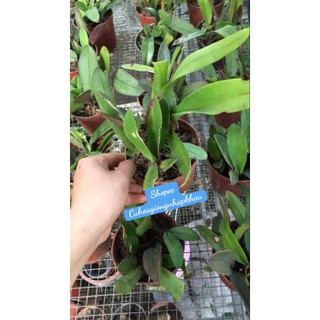 Chậu Hồ Điệp Rừng