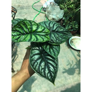 alocasia dragon scale(môn vảy rồng xanh)chậu 1 cây lớn