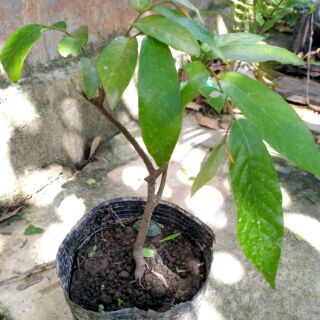 Cây Hoa Dẻ Thơm Loại Vừa