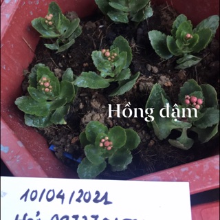 Combo hoa bỏng kép đủ màu 24 cây