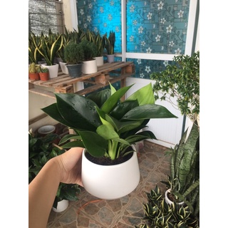 Trầu bà đế vương xanh size để bàn