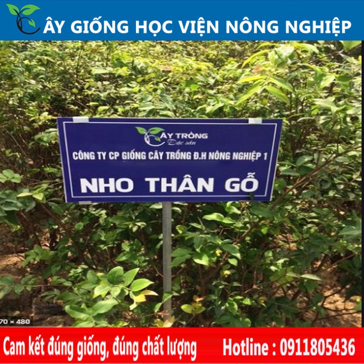 HÓT...Nho Thân Gỗ Tứ Quý..Quả To Đùng.Hàng Mới Toanh..Cây Giống Nhập Khẩu 100%