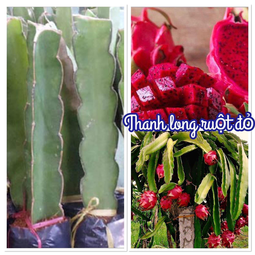 Cây thanh long ruột đỏ cao 30cm mua 5 cây tặng 1 cây