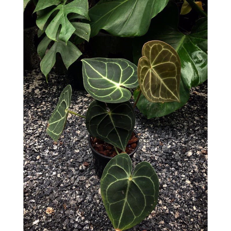 Cây lá kiểng nhập Thái- Anthurium Clarinervium