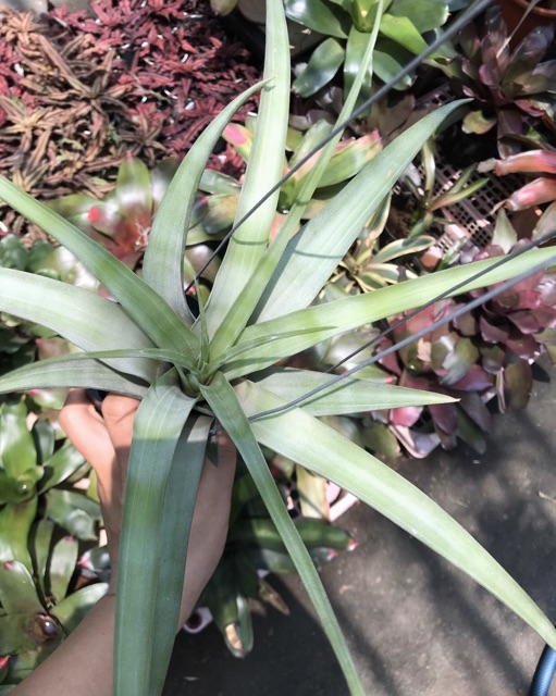 Cây không khí Tillandsia flexuosa