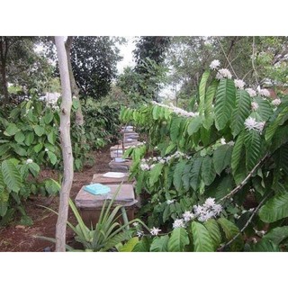 Mật ong hoa cà phê đăklăk (1 lít)