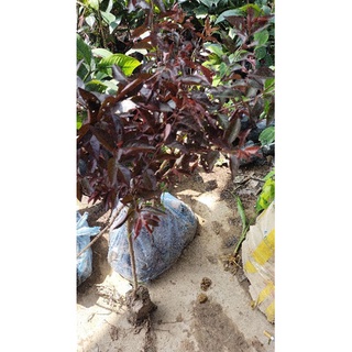 cây giống mận tím