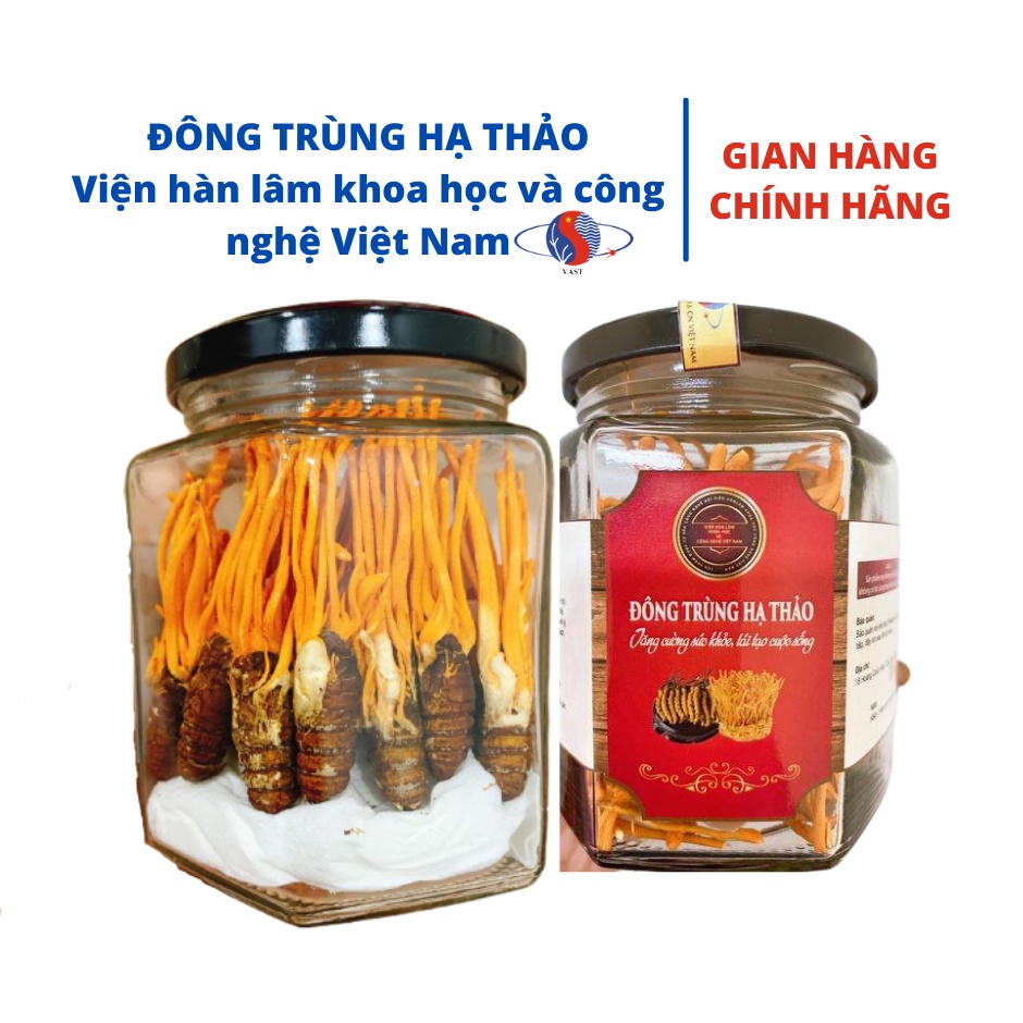 Đông trùng hạ thảo - Viện hàn lâm khoa học và công nghệ Việt Nam sấy thăng hoa - Hàng chính hãng