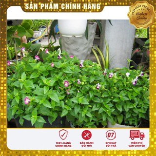 Hạt giống hoa mắt nai mix (10 Hạt )
