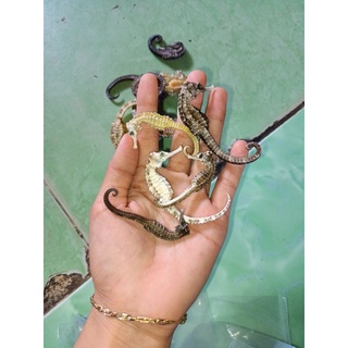 1 con cá ngựa khô size 5-7 cm