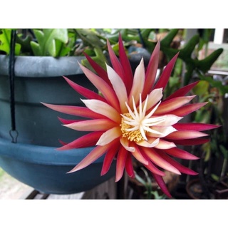 Quỳnh Zíc Zắc- Quỳnh Mexixo (Chậu Giống)