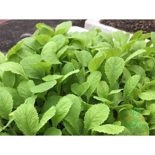 HẠT GIỐNG CẢI ĂN NON BABY