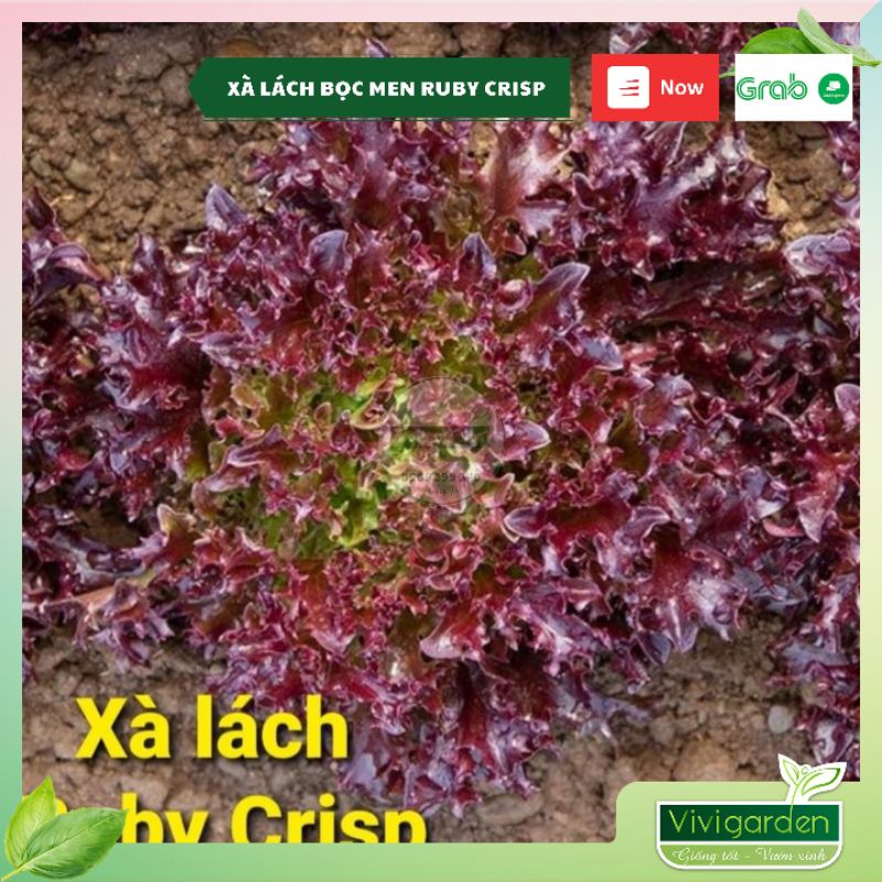 Combo 70 hạt xà lách bọc men Ruby Crisp màu đỏ tua siêu đẹp giòn ngọt dễ trồng