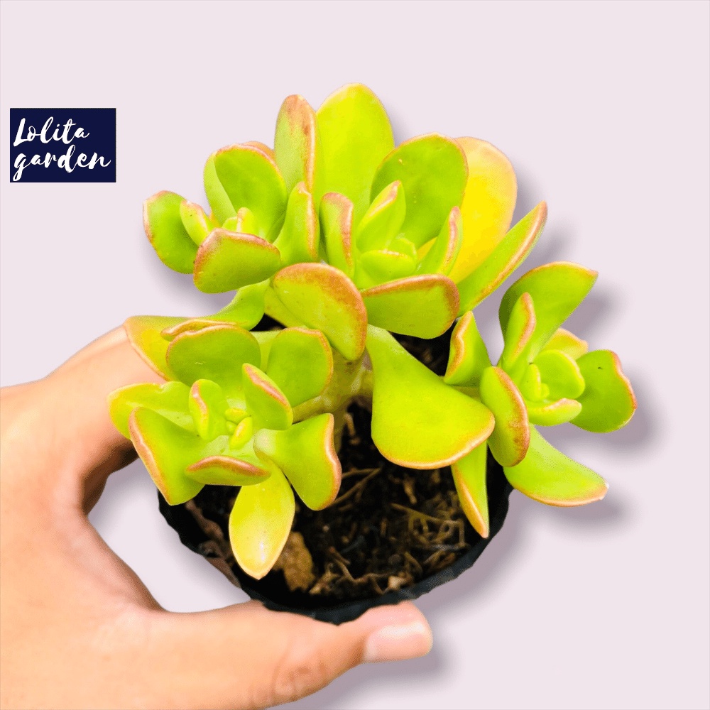Sen đá thạch bích lá xoăn Đà Lạt size bé cây cảnh trang trí nhà cửa Lolita garden
