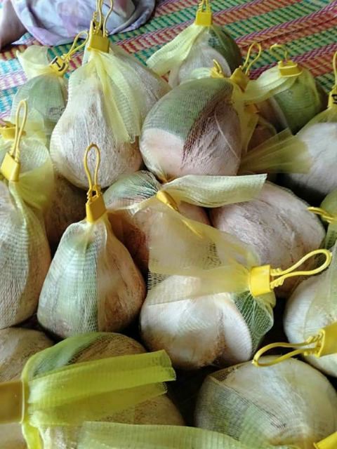 DỪA SÁP ĐẶC RUỘT SỈ LẺ CẦU KÈ TRÀ VINH | BigBuy360 - bigbuy360.vn