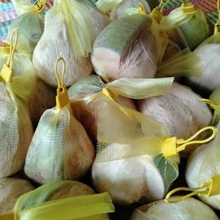 Dừa sáp