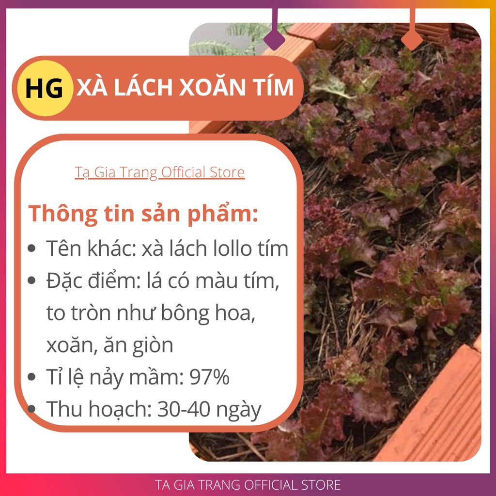 Deal 1K - 50 Hạt giống xà lách xoăn tím - Tập làm vuờn cùng Tạ Gia Trang