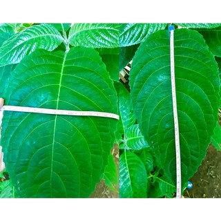 Lá chè đại - chè khổng lồ - tươi 1kg