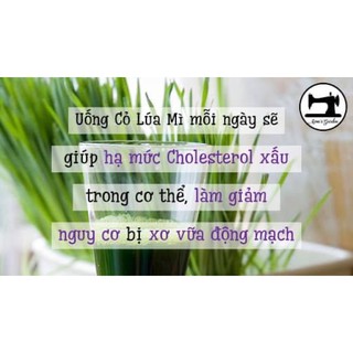100gr bột cỏ lúa mì sấy lạnh nguyên chất