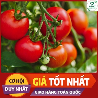 🍅Hạt giống Cà Chua Bi Chùm_30 Hạt🍅