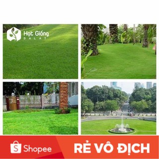 (SALE LỚN) 20 gam hạt giống cỏ nhung nhật