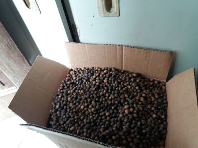 hạt dẻ rừng tây bắc( hạt dẻ thóc). hút chân không 45k/kg