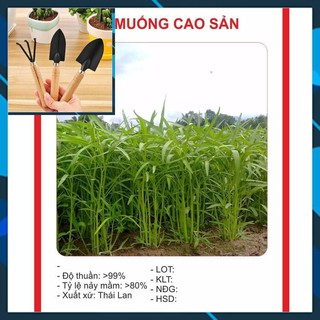 Hạt Giống Rau Muống Cao Sản 50gr TẶNG BỘ LÀM VƯƠN MINI