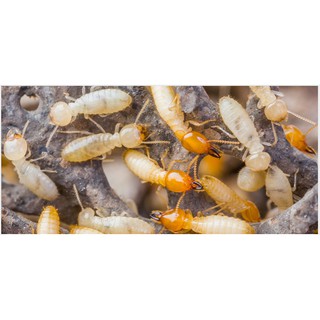 CHAI XỊT DIỆT MỐI TẬN GỐC - COMBO 2 CHAI