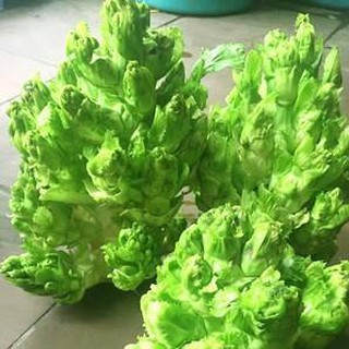 [HOT] Hạt giống Rau Cải Mầm Đá đặc sản Tây Bắc - 20 hạt