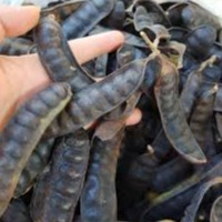 Bồ Kết khô Organic 1Kg .