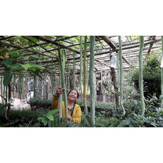 Hạt Giống Mướp Rắn F1