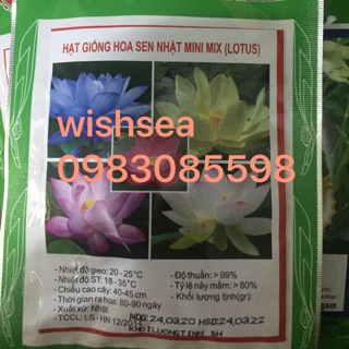 Hạt giống hoa sen mini nhật