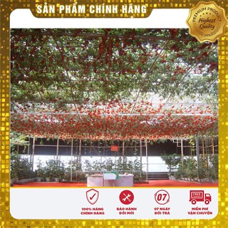 Cà Chua Bạch Tuộc ( Cà chua leo giàn) 04 hạt