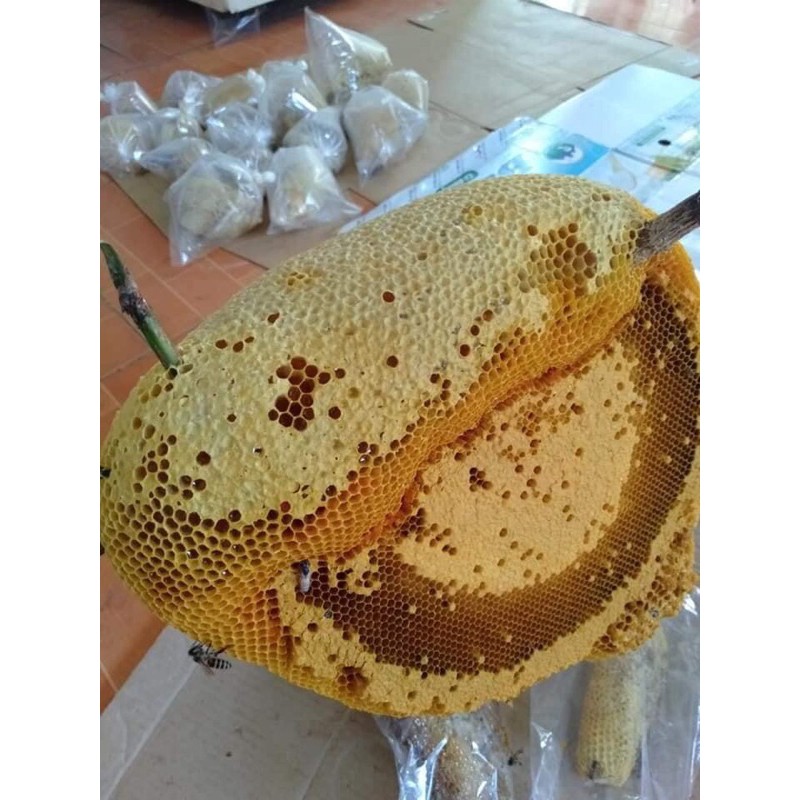 Sĩ và lẻ Bầu mật ong ruồi 1kg- xuất xứ từ rừng Điện Biên- Việt Nam