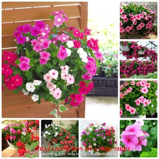 Gói 50 hạt giống hoa dừa cạn rủ