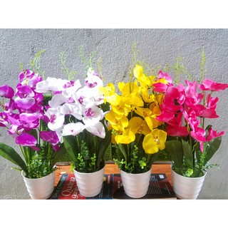Chậu hoa lan trang trí