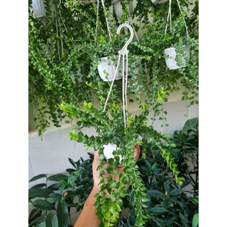 Chậu Cây lan tim (chậu treo)