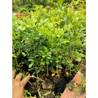 20 cây nguyệt quế con