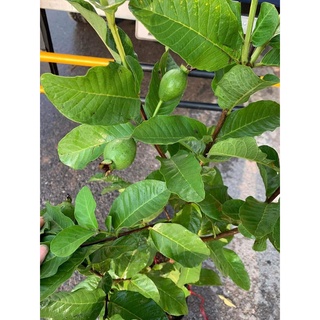 Cây Giống Ổi Lê Ruột Đỏ (cây ghép cho trái siêu sớm)